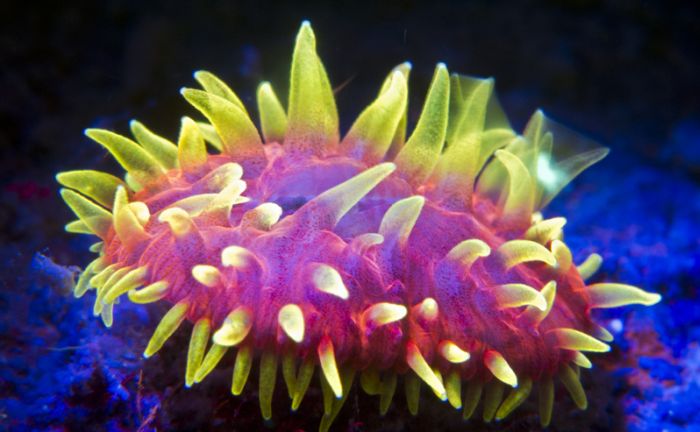 Coral Reefs Look Stunning Under UV Light (23 pics)