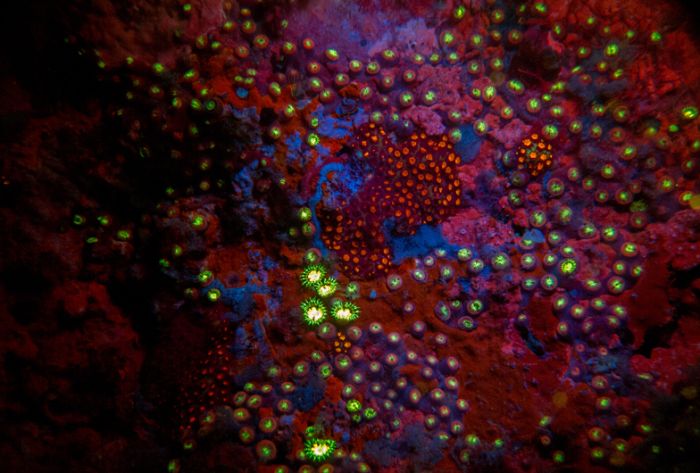 Coral Reefs Look Stunning Under UV Light (23 pics)