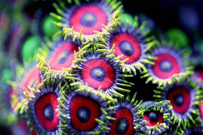 Coral Reefs Look Stunning Under UV Light (23 pics)