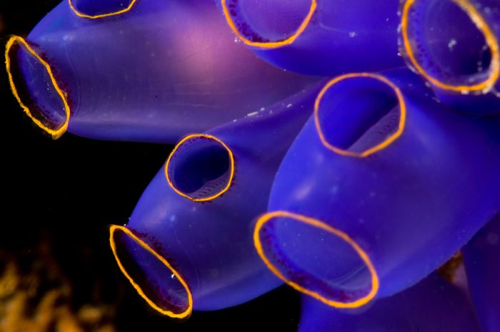 Coral Reefs Look Stunning Under UV Light (23 pics)