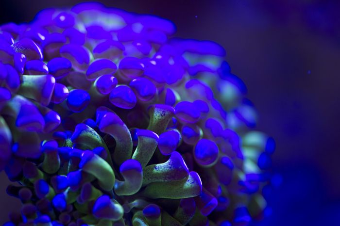 Coral Reefs Look Stunning Under UV Light (23 pics)