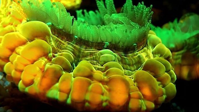 Coral Reefs Look Stunning Under UV Light (23 pics)