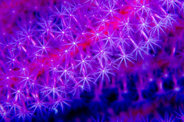 Coral Reefs Look Stunning Under UV Light (23 pics)