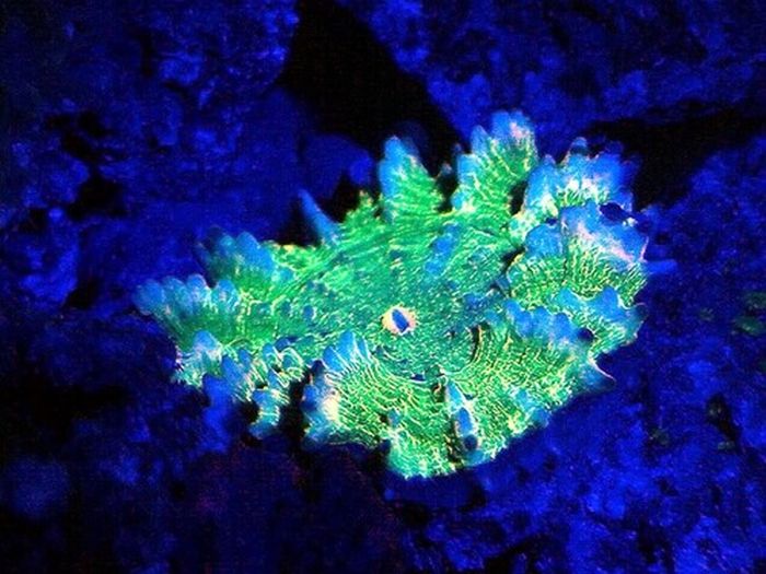 Coral Reefs Look Stunning Under UV Light (23 pics)