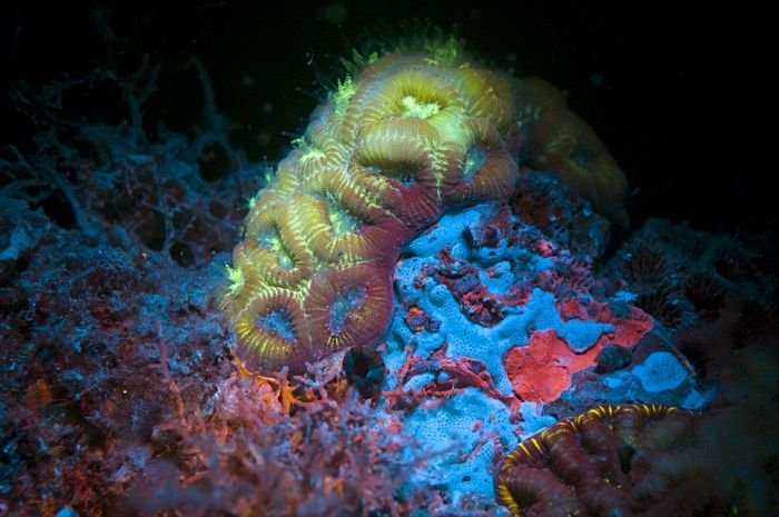 Coral Reefs Look Stunning Under UV Light (23 pics)