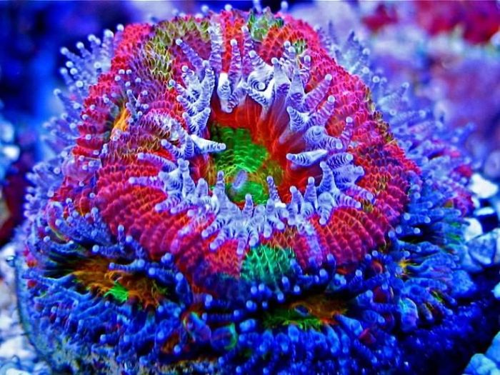 Coral Reefs Look Stunning Under UV Light (23 pics)