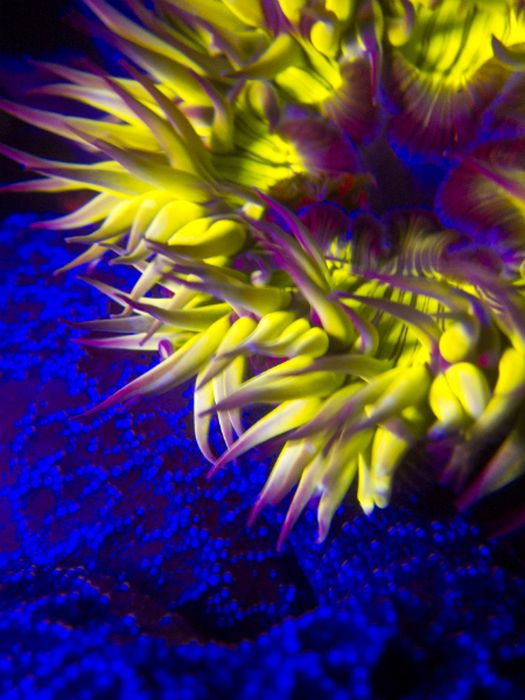 Coral Reefs Look Stunning Under UV Light (23 pics)