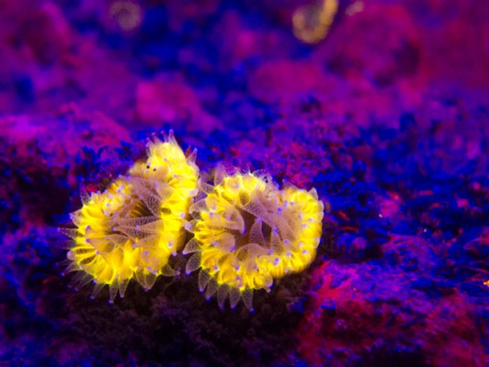 Coral Reefs Look Stunning Under UV Light (23 pics)