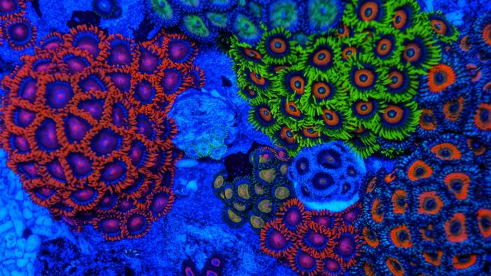 Coral Reefs Look Stunning Under UV Light (23 pics)