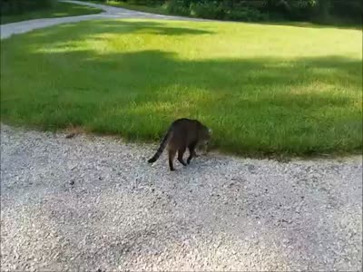 Cat Gets Attacked By Its Victim