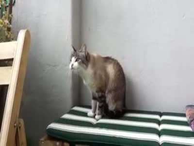 This Cat Seems To Be Broken