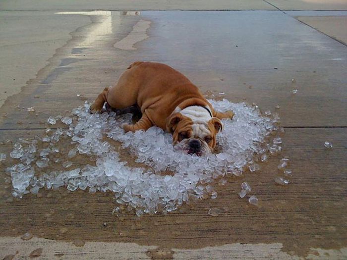 You Know It's Too Hot Outside When (26 pics)