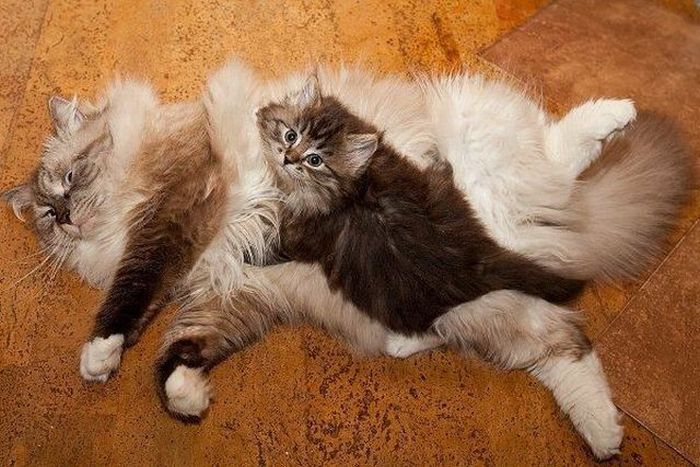 Acid Picdump (124 pics)