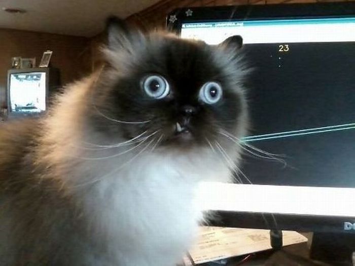 Acid Picdump (124 pics)