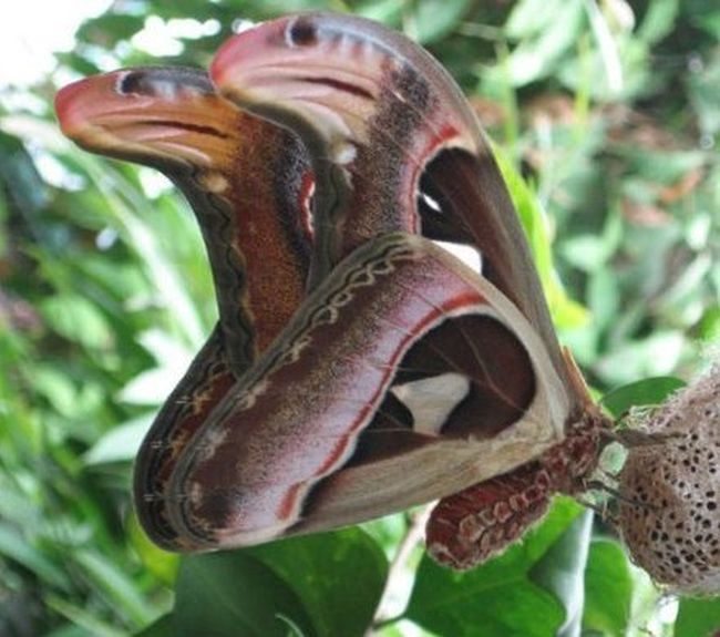 Acid Picdump (124 pics)