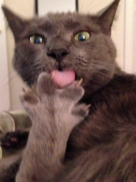 Acid Picdump (124 pics)