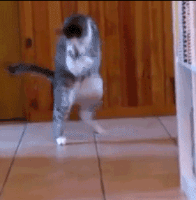 These Cats Are Out Of Control (32 gifs)