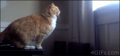 These Cats Are Out Of Control (32 gifs)