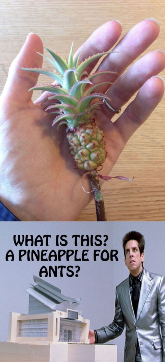Acid Picdump (123 pics)
