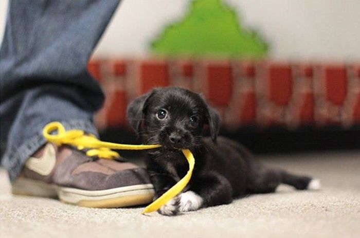 These Puppies Will Kill You With Cuteness (46 pics)