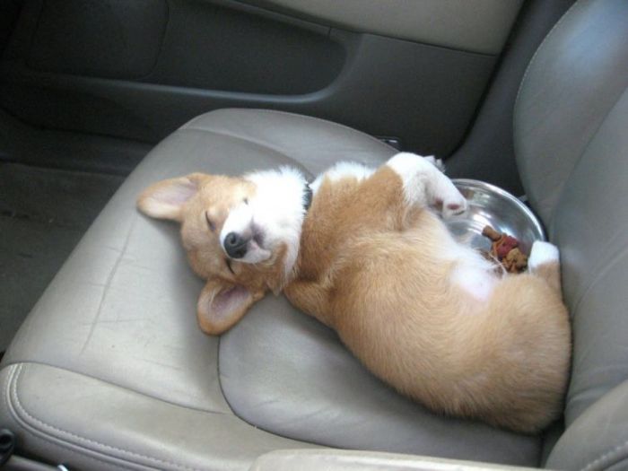 These Puppies Will Kill You With Cuteness (46 pics)