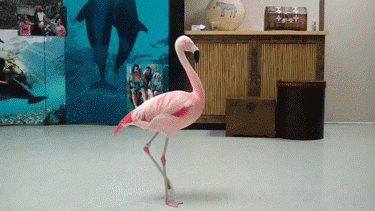 Did It Ever Happen to You When... Part 96 (16 gifs)