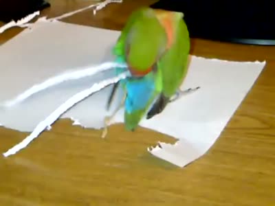 Parrot Tries To Make Its Tail Longer