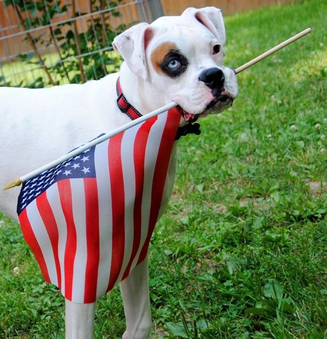 Nothing Says Freedom Like Red White And Blue (42 pics)