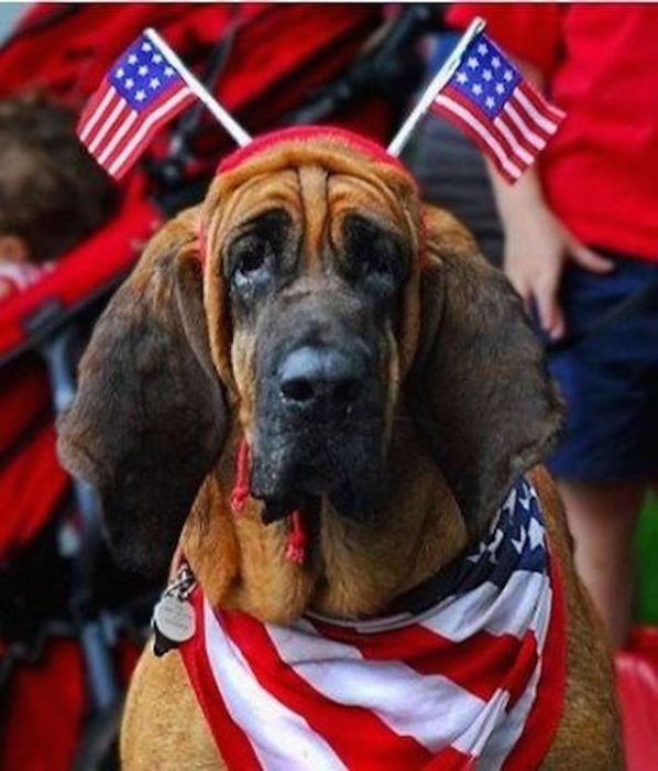 Nothing Says Freedom Like Red White And Blue (42 pics)