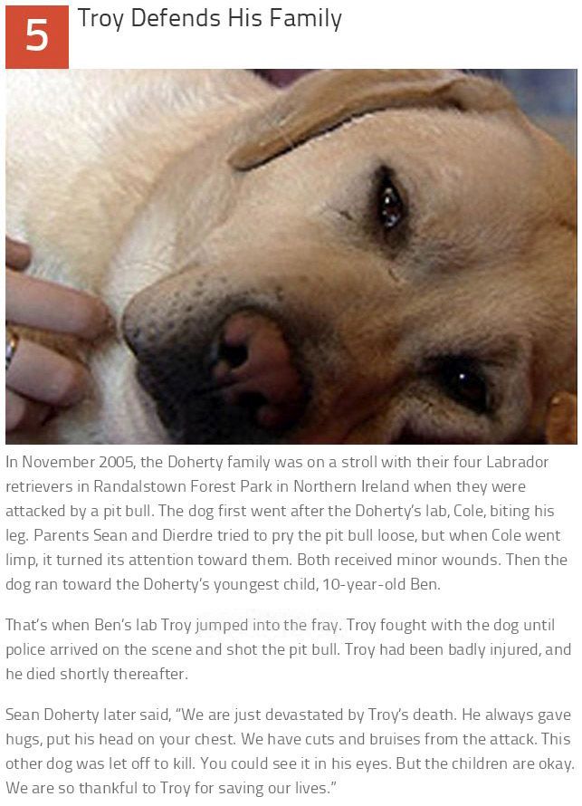 These 10 Dogs Are Heroes (10 pics)