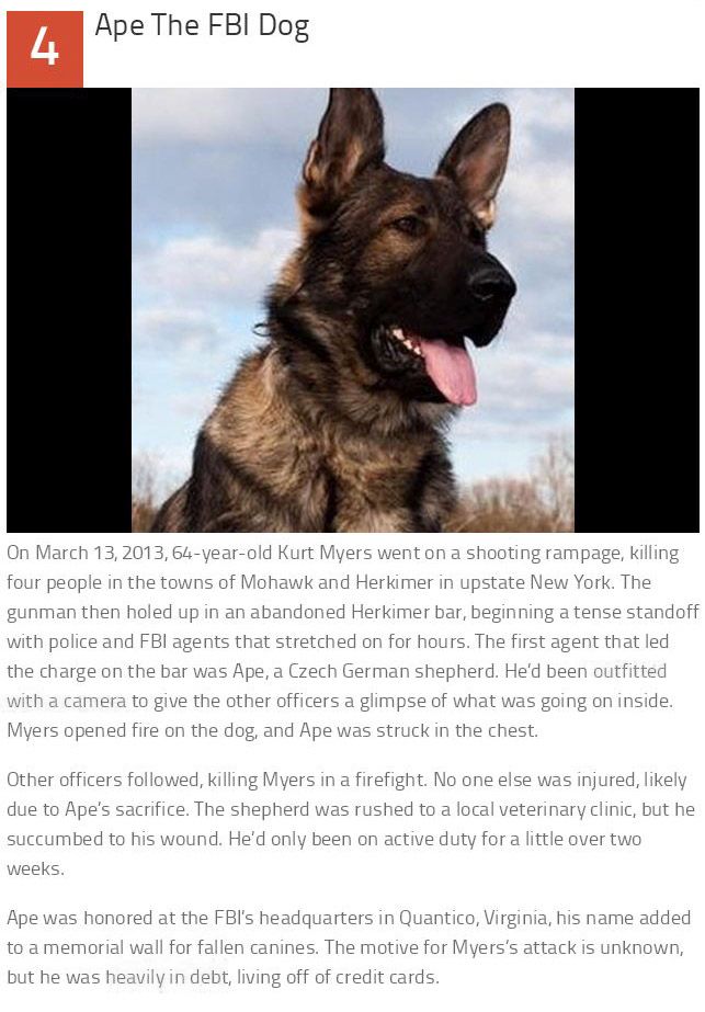 These 10 Dogs Are Heroes (10 pics)