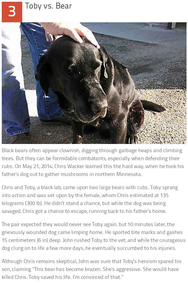 These 10 Dogs Are Heroes (10 pics)