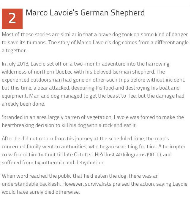 These 10 Dogs Are Heroes (10 pics)