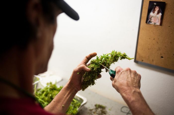 Inside A Marijuana Growhouse (8 pics)