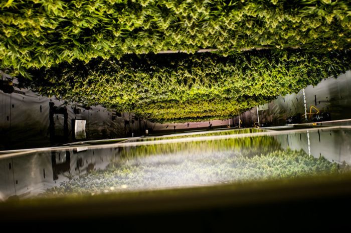 Inside A Marijuana Growhouse (8 pics)