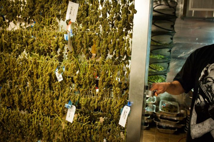 Inside A Marijuana Growhouse (8 pics)