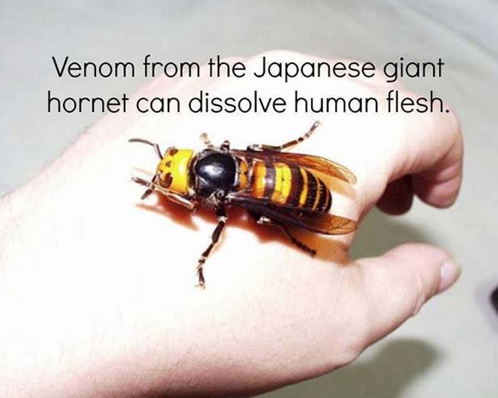 You Need To Know These Science Facts (26 pics)