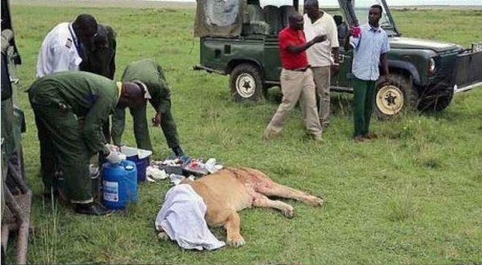 These People Saved A Lion Who Was Brutally Injured (8 pics)