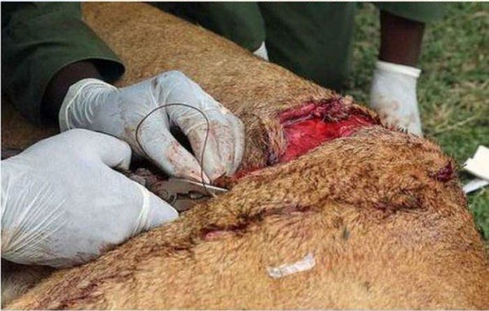 These People Saved A Lion Who Was Brutally Injured (8 pics)