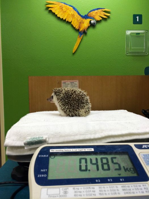 What It Looks Like When Hedgehogs Get Anesthesia (10 pics)