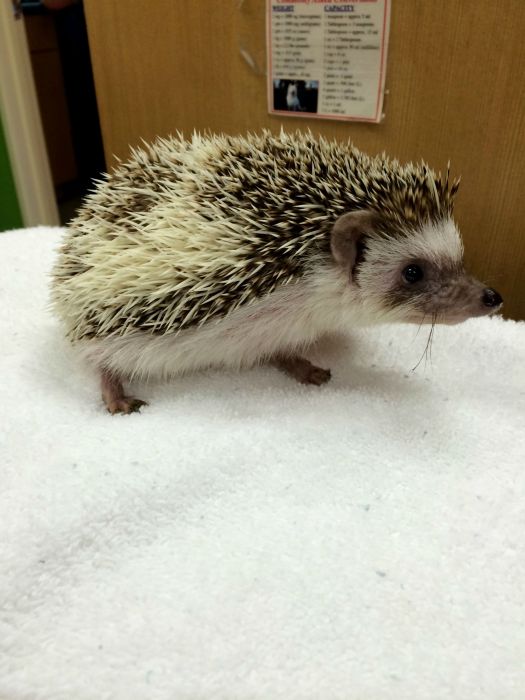 What It Looks Like When Hedgehogs Get Anesthesia (10 pics)