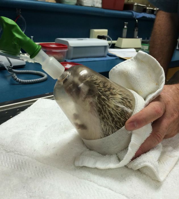 What It Looks Like When Hedgehogs Get Anesthesia (10 pics)