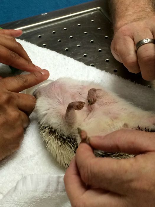 What It Looks Like When Hedgehogs Get Anesthesia (10 pics)