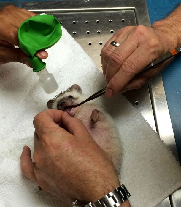 What It Looks Like When Hedgehogs Get Anesthesia (10 pics)