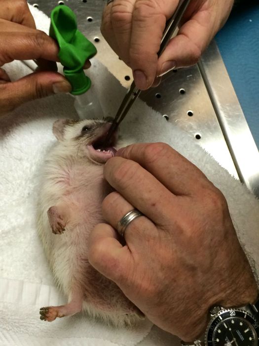 What It Looks Like When Hedgehogs Get Anesthesia (10 pics)