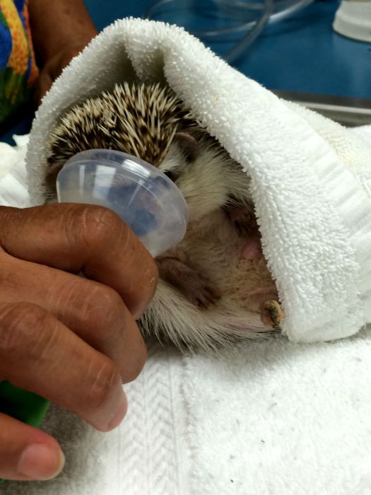 What It Looks Like When Hedgehogs Get Anesthesia (10 pics)