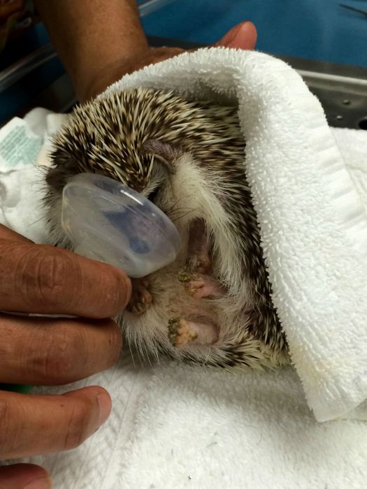 What It Looks Like When Hedgehogs Get Anesthesia (10 pics)