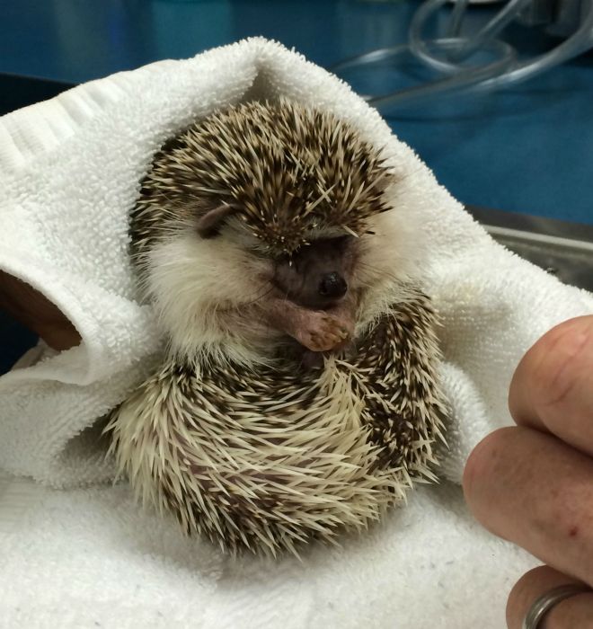 What It Looks Like When Hedgehogs Get Anesthesia (10 pics)