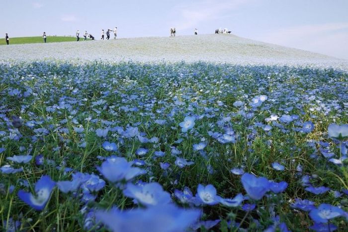 The World's Most Amazing Blue Flower Fields (14 pics)