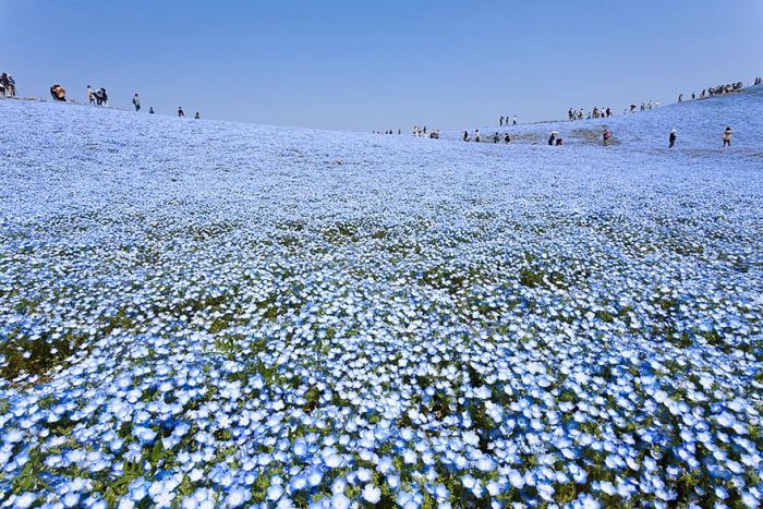 The World's Most Amazing Blue Flower Fields (14 pics)